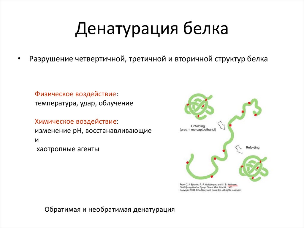 Денатурация белка