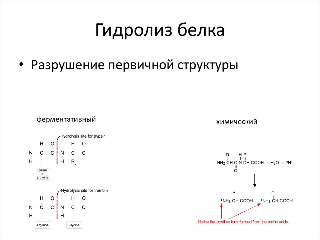 Приведите схему гидролиза белка