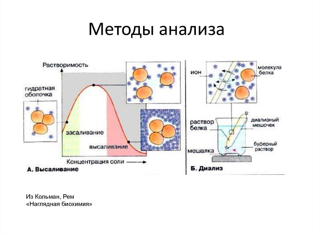 Исследование белков