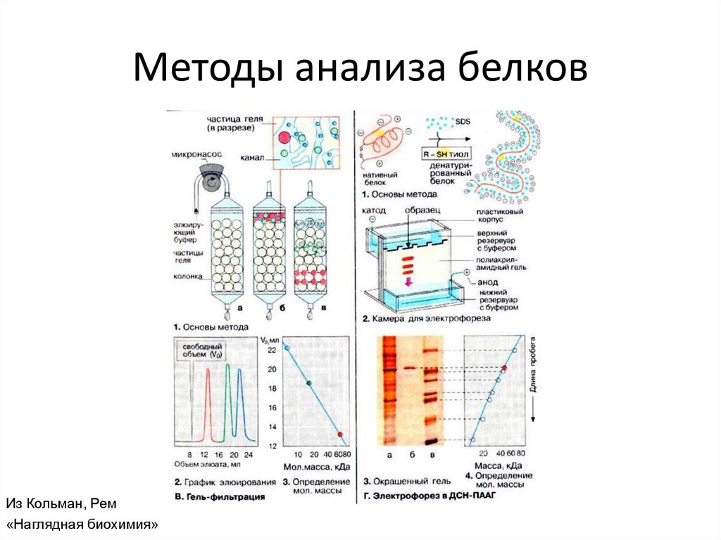 Определение структуры белка метод. Методы исследования белков биохимия. Методы биохимии исследование белка. Методы исследования строения белков. Методы исследования структуры белков.