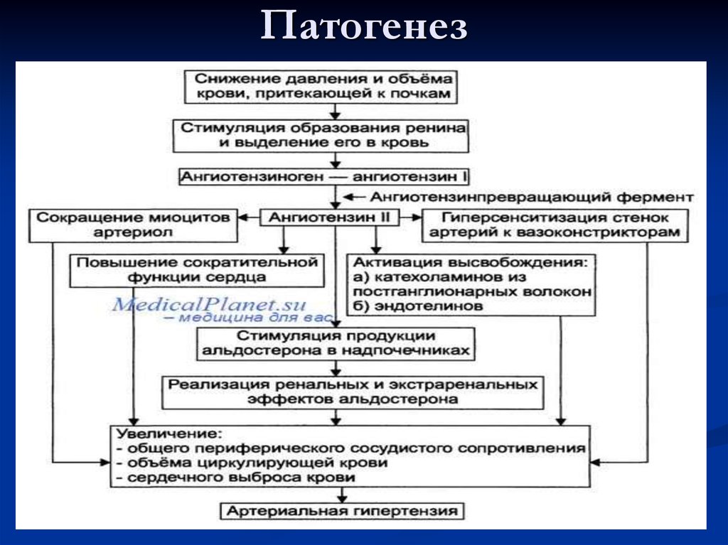 Артериальная гипертензия патогенез. Патогенез вторичной артериальной гипертензии. Патогенез симптоматической артериальной гипертензии. Механизм развития почечной гипертензии. Патогенез артериальной гипертензии ренин.