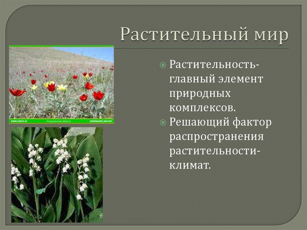 Что такое растительность 7 класс. Растительность России кратко. Растительный мир России презентация. Растительный мир презентация. Презентация на тему растительный мир.