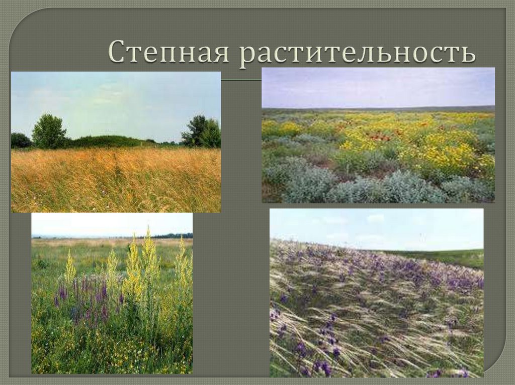 Лесостепи и степи отличаются богатством биологических ресурсов. Растительный Покров степи. Растительность степи в России. Степь природная зона.