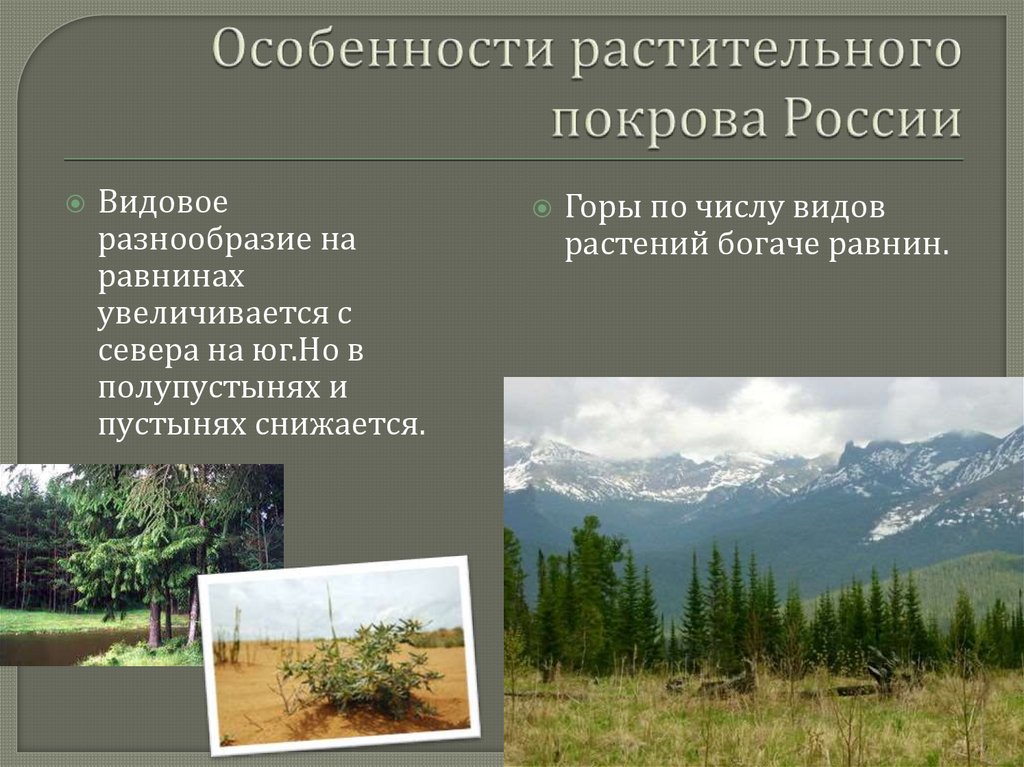 Как изменяется растительный покров. Особенности растительного Покрова России. Особенности растительной.