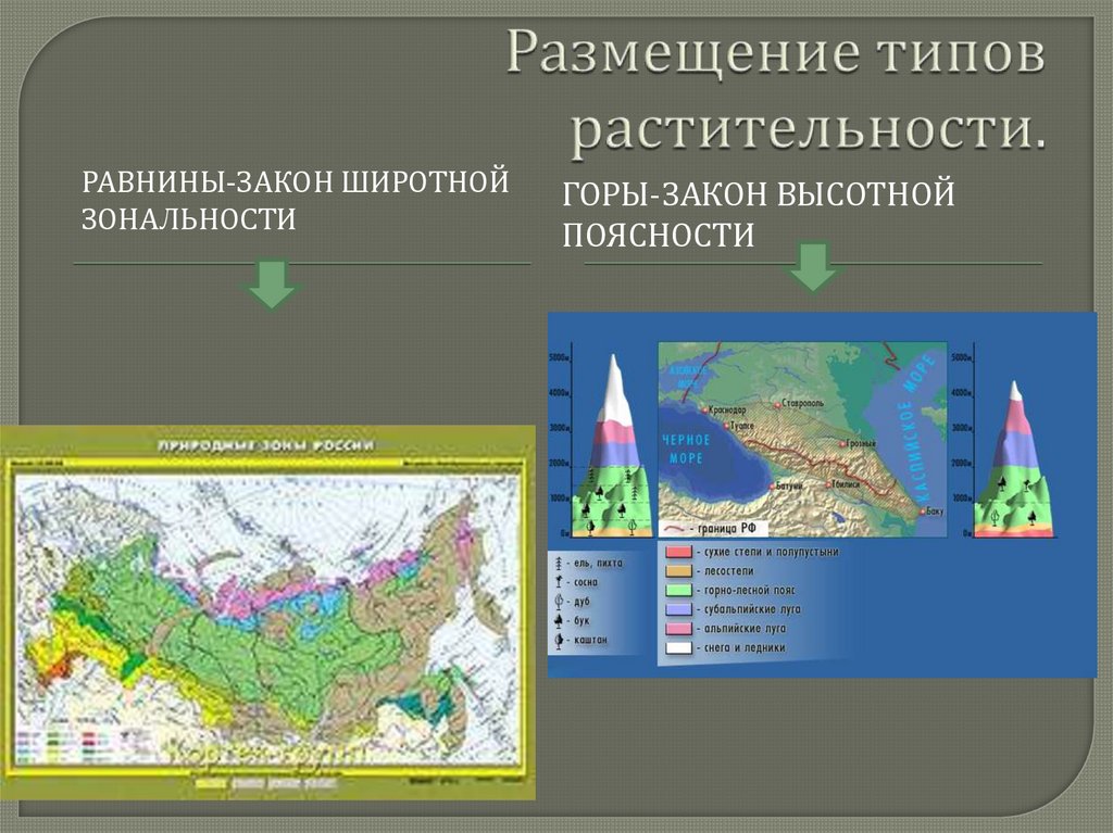 Закон широтной зональности почв. Виды растительности. Широтная зональность. Основные типы растительности России. Закон Широтной зональности.