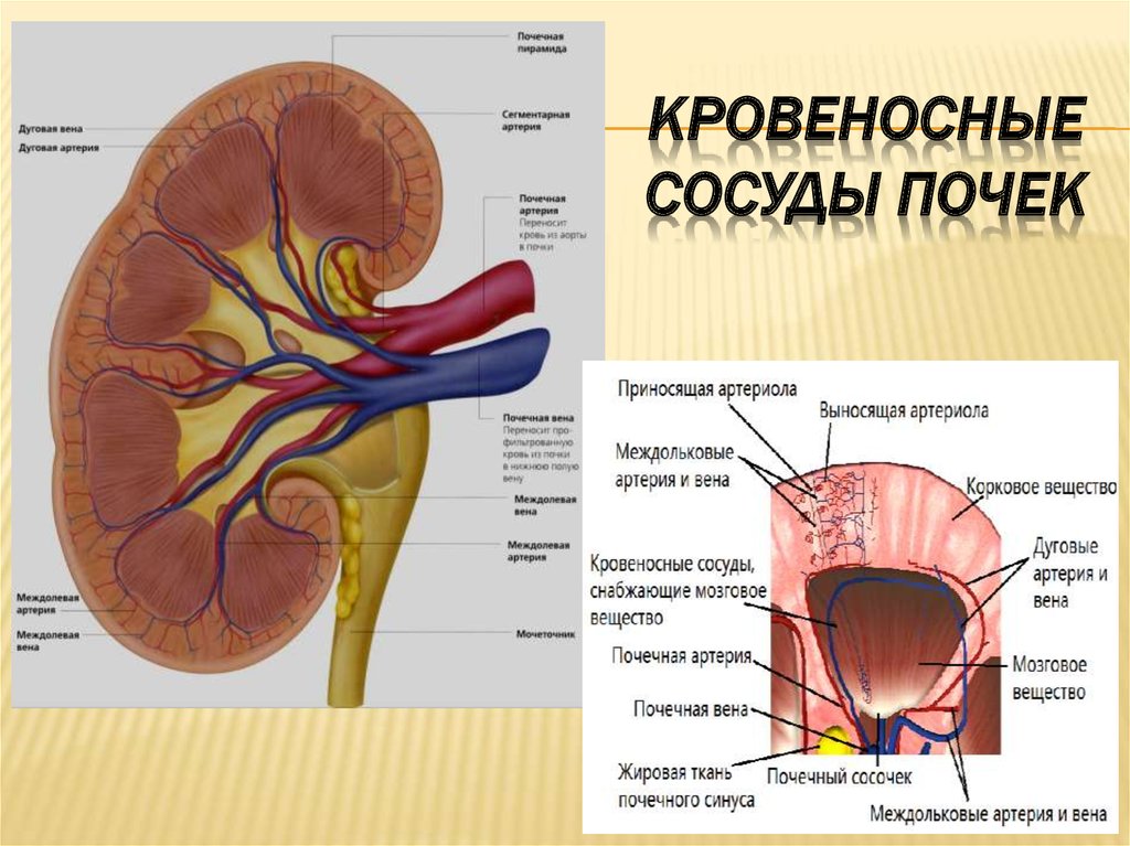 Почечная артерия и почечная Вена. Сосуды почки схема. Артерии почки, строение анатомия. Функция почечной артерии
