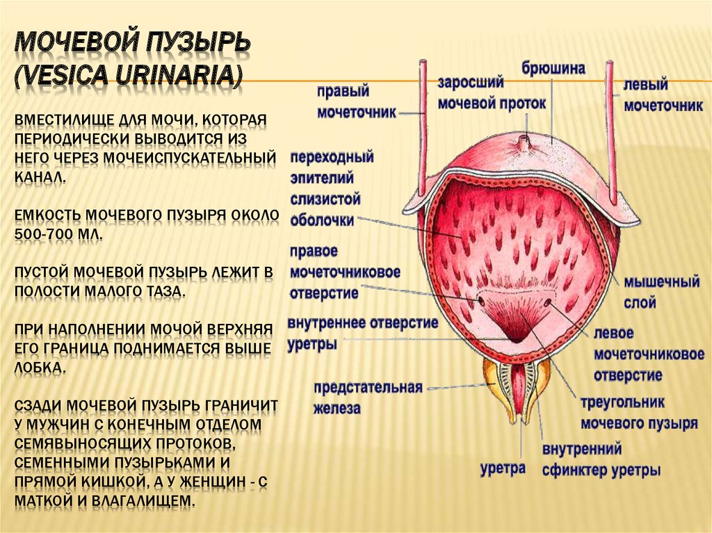 Мочевой пузырь у мужчин и женщин. Строение мочевого пузыря дно. Мочевой пузырь строение расположение функции. Строение мочевого пузыря медунивер. Мочевой пузырь – Vesica urinaria.