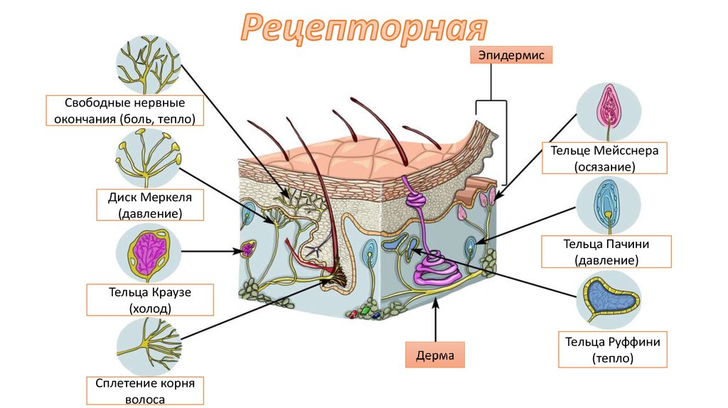 В чем проявляется рецепторная функция кожи кратко. Рецепторная функция кожи. Рецепторные нервные окончания гистология.