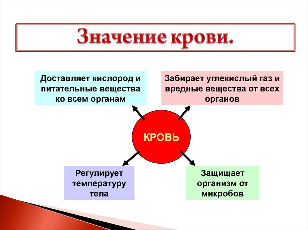 04 04 значение. Роль крови в организме человека. Роль крови в организме человека 4 класс. Значение крови для организма. Кровь для презентации.