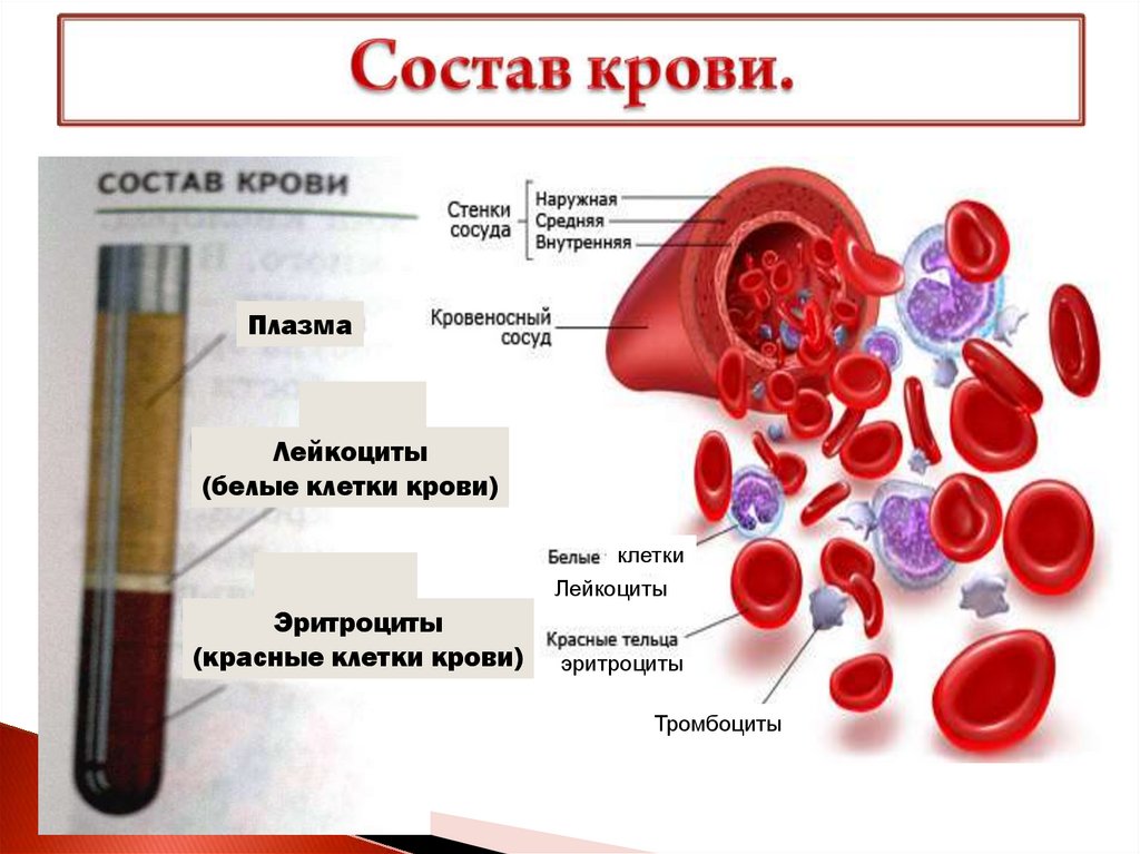 Какого размера кровь. Из чего состоит кровь схема. Из чего состоит кровь человека схема. – Кровь состоит из плазмы и кровяных клеток. Состав крови цельная кровь кровяная плазма.