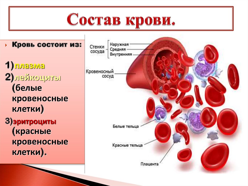 Какого размера кровь. Из чего состоит кровь. Кровь человека состоит из. Содержимое крови. Строение крови человека.