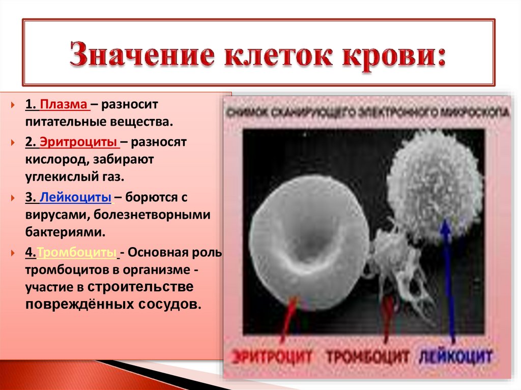 Значение клетки. Значение клеток крови. Значение лейкоцитов. Значение лейкоцитов в крови. Питательные вещества плазмы крови.