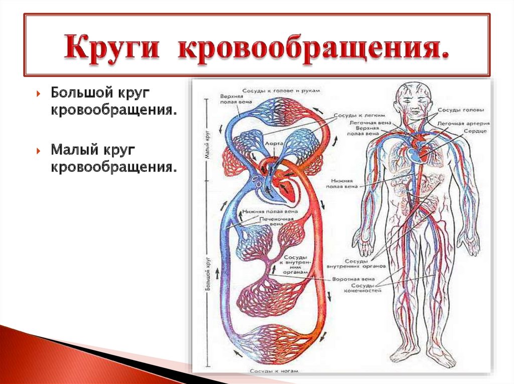 Малый круг кровообращения человека. Малый круг кровообращения человека схема. Кровообращение человека большой и малый круг кровообращения. Схема большого круга кровообращения у человека. Большой круг кровообращения схема у человека со стрелочками.