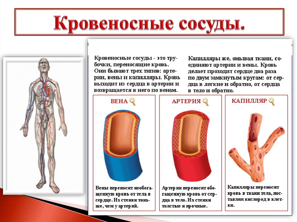 Рисунок сосудов в таблице. Движение стенок кровеносных сосудов это. Функции кровеносных сосудов. Характеристика кровеносных сосудов. Функции кровеносных сосудов человека.