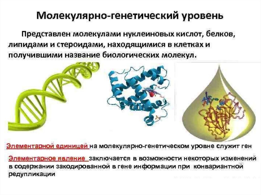 Уровни организации живой природы биогенная миграция