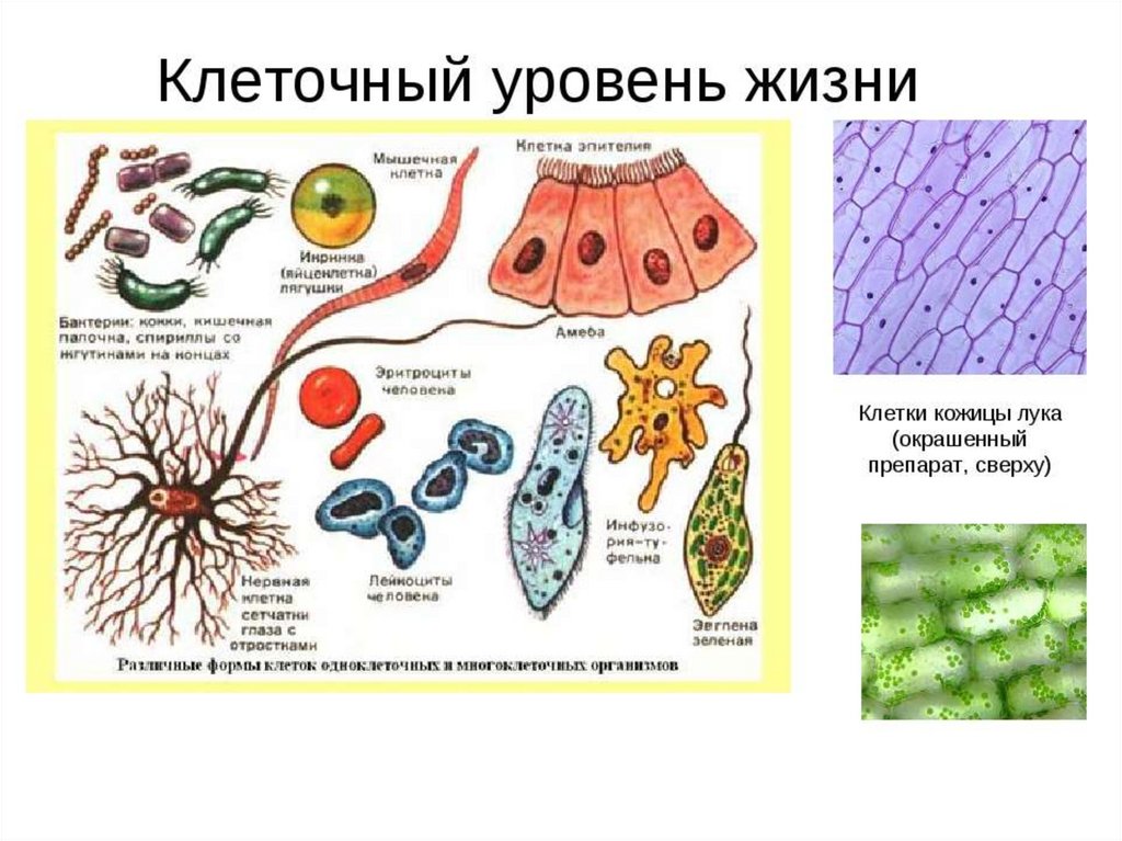 Клетка презентация по биологии 9 класс