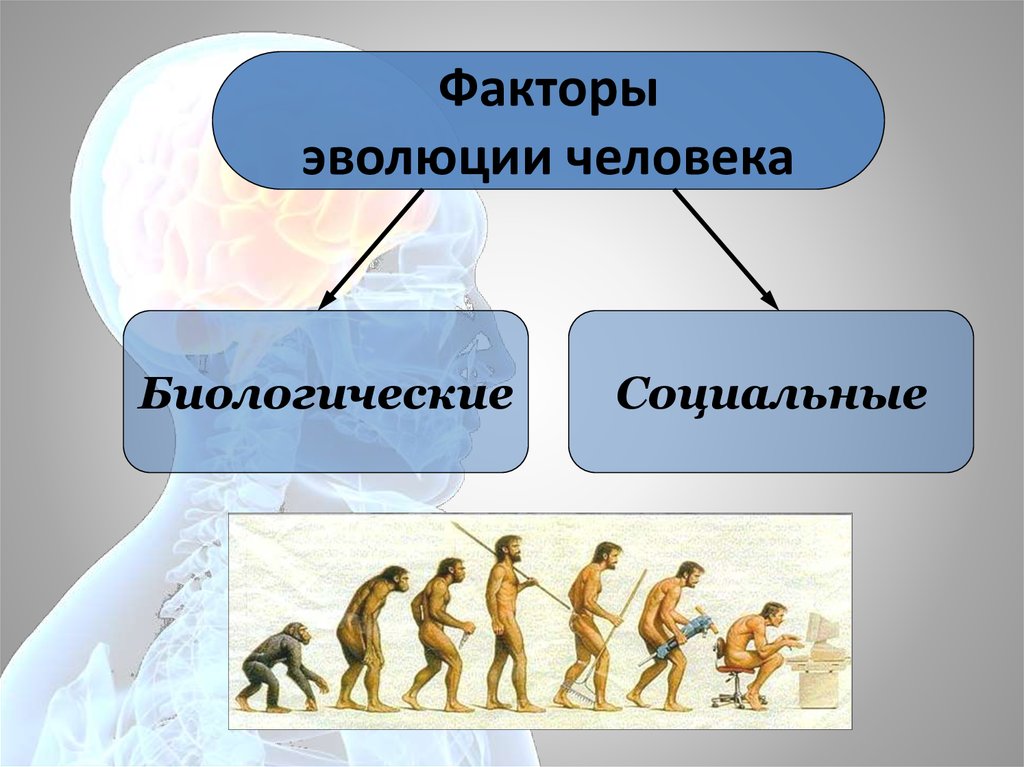 Культура эволюции человека. Эволюция человека. Развитие человека. Биологические и социальные факторы эволюции человека. Этапы эволюции человека.