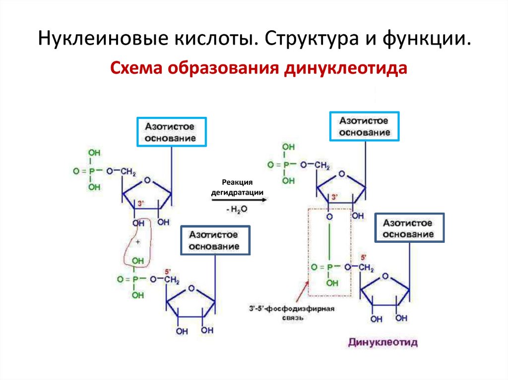 Нуклеиновые кислоты образуются. Схема образование нуклеиновых кислот. Динуклеотид ЦМФ. Строение нуклеиновые кислоты ДНК схема. Первичная структура нуклеиновых кислот формула.