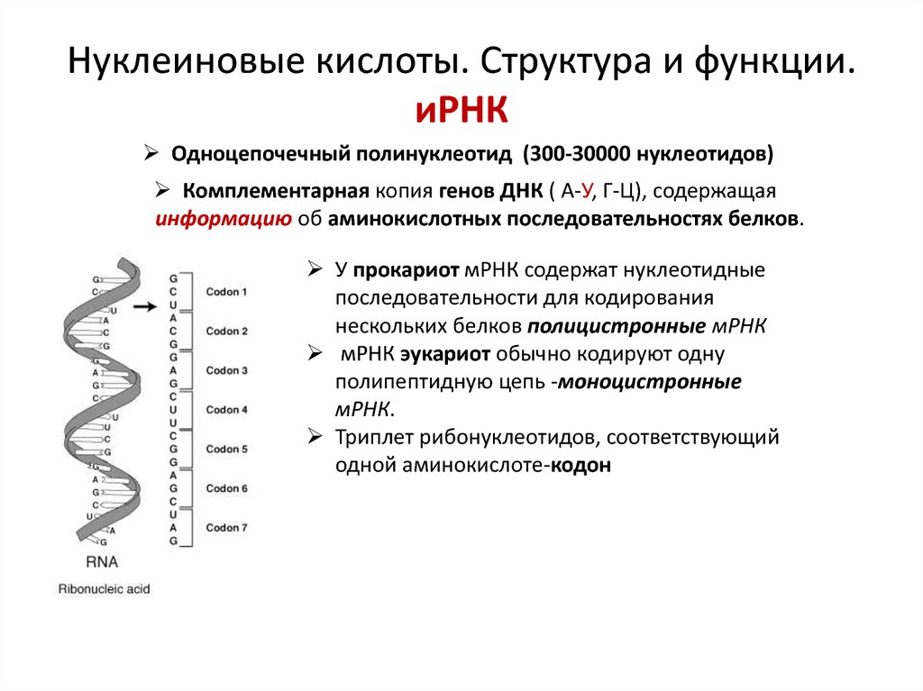 Классификация нуклеиновых кислот схема