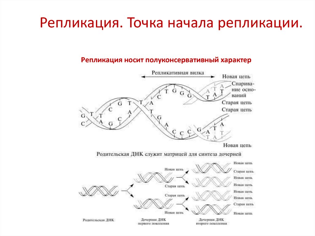 Матрица для процесса репликации. Точка начала репликации ДНК. Схема репликации ДНК. Полуконсервативная репликация ДНК. Матрицей служит ДНК.