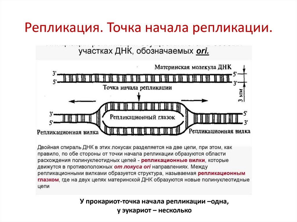 Строение транскрипция