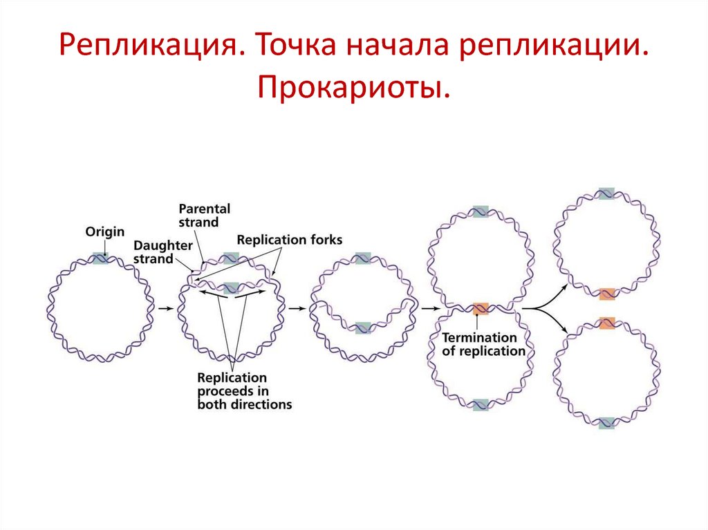 Начало репликации