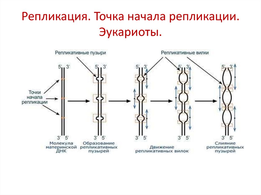 Репликация днк у эукариот