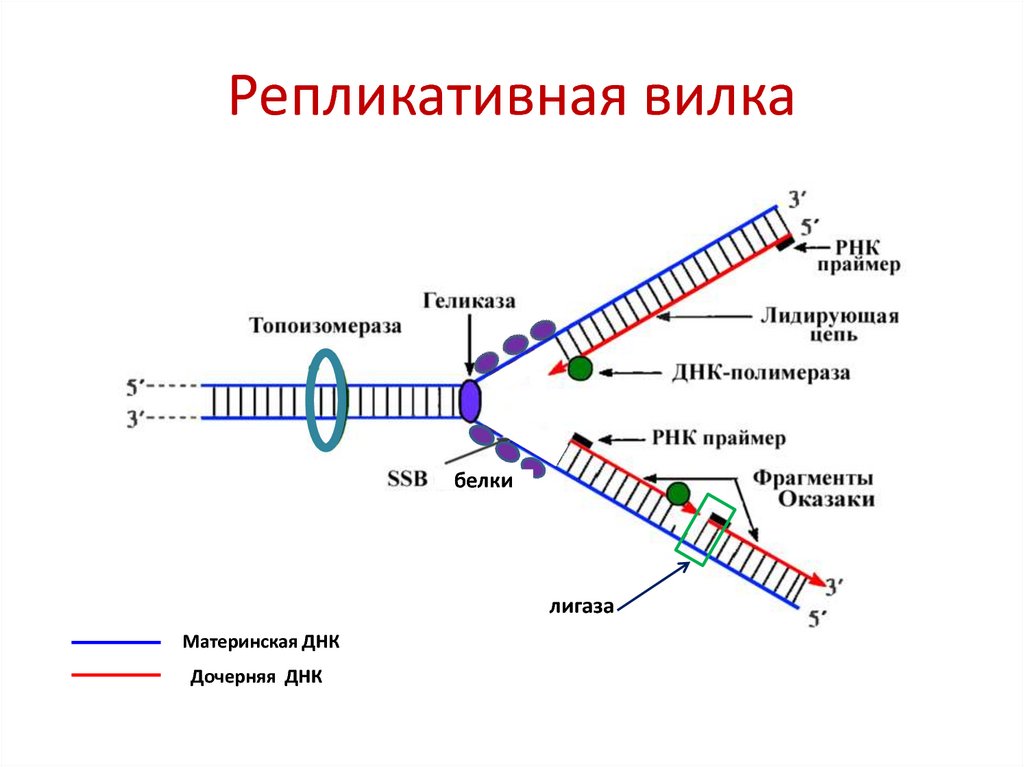 Рнк затравка. Схема репликации биохимия. Репликация ДНК репликативная вилка. Схема репликации ДНК ферменты. Репликация цепи ДНК.
