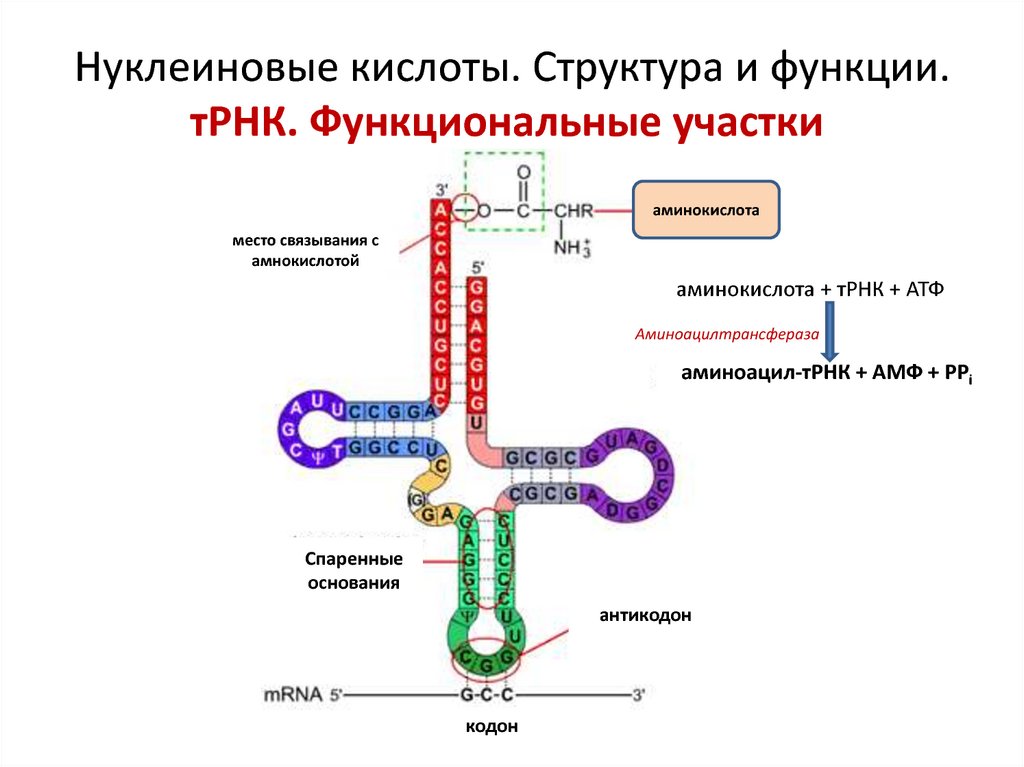 Строение нуклеиновых кислот биохимия презентация