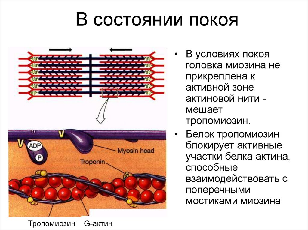 T 1 ионы