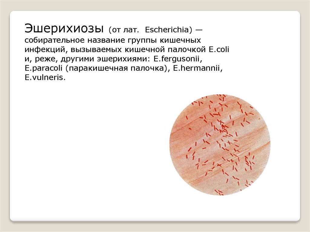 Эшерихиозы инфекционные болезни презентация