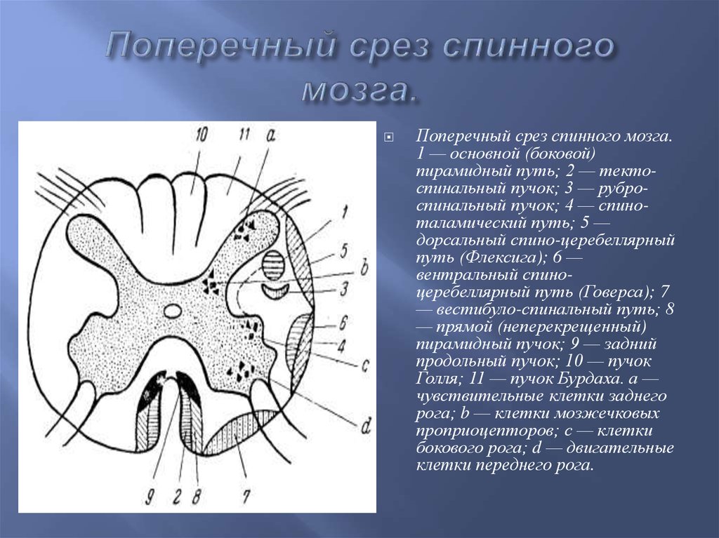 Схема строения спинного мозга на поперечном разрезе