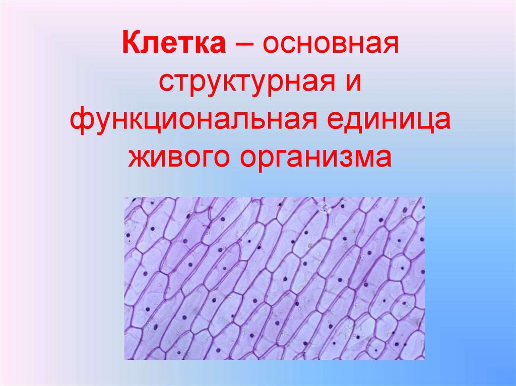 Главные клетки. Наименьшая структурная и функциональная единица строения организма. Наименьшей структурной и функциональной единицей строения организма. Клетка основная структурная. Основная структурная и функциональная единица живых организмов.