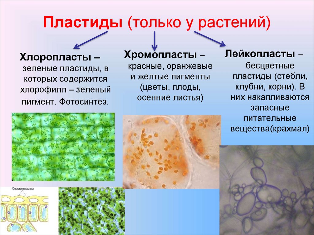 Хлоропласты в клетках листьев крупные. Хлорофилл хлоропласт хромопласт. Пластиды (хлоропласты) пластиды (хромопласты) пластиды (лейкопласты). Хлоропласты хромопласты лейкопласты. Plastida: leykoplast xloroplast xromoplast.