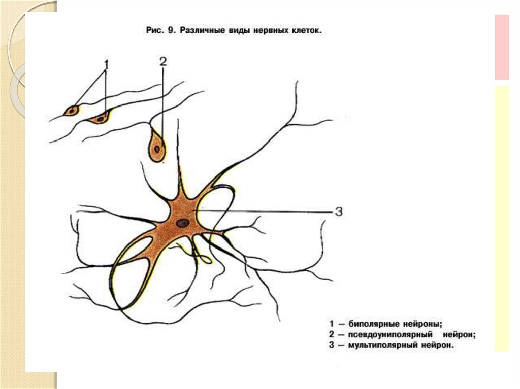 Нейроны спинного мозга характеристика. Строение спинного мозга Нейроны. Классификация нейронов спинного мозга. Нейроны спинного мозга схема. Вставочные Нейроны спинного мозга.