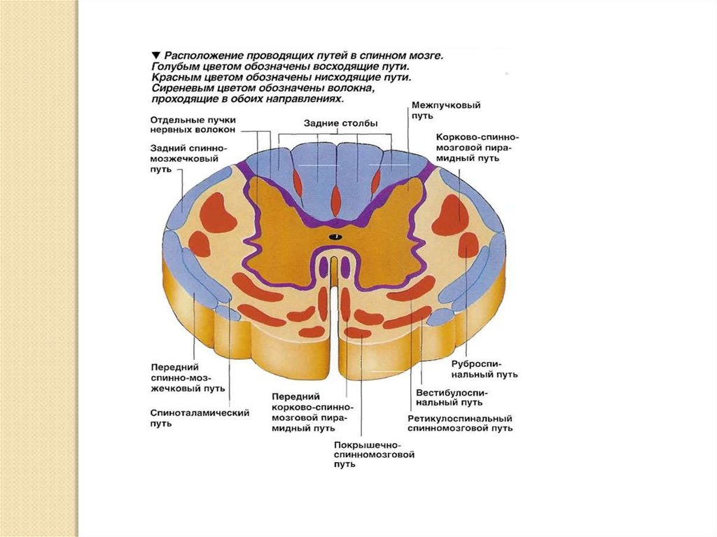 Проводящие системы головного мозга. Схема проводящих путей спинного мозга. Системы Пучков нервных волокон спинного мозга. Спинной мозг в разрезе проводящие пути. Нервная система пути спинного мозга.