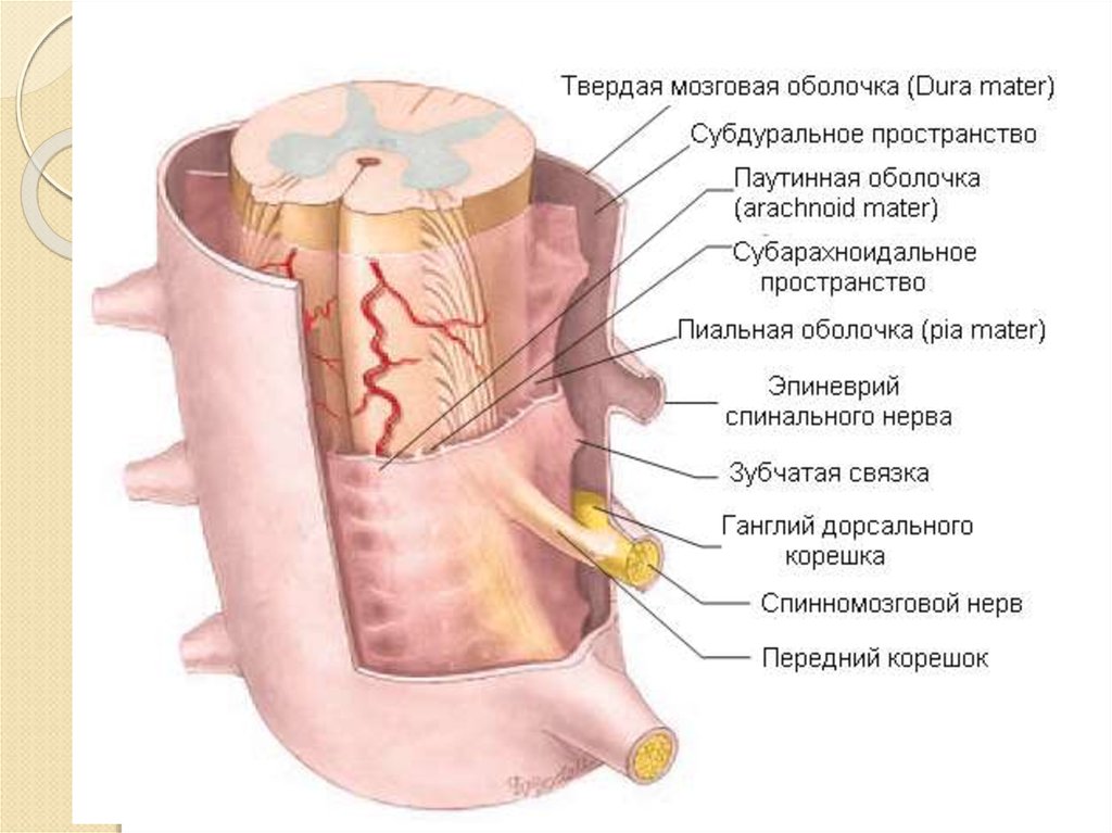 Твердый мозг. Твердая оболочка спинного мозга. Твердая оболочка спинного мозга препарат. Нервы твердой оболочки головного мозга. Оболочки нервов.