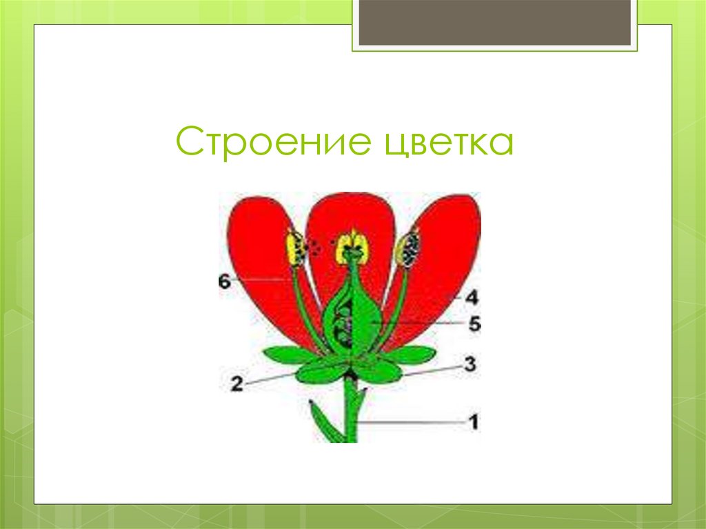 Ordering flowers spotlight 6 презентация