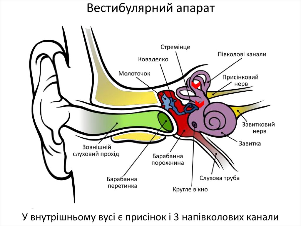 Вестибулярный аппарат в ухе человека. Строение уха рис 139. Строение вестибулярного аппарата человека. Вестибулярный орган строение. Вестибулярный нерв.