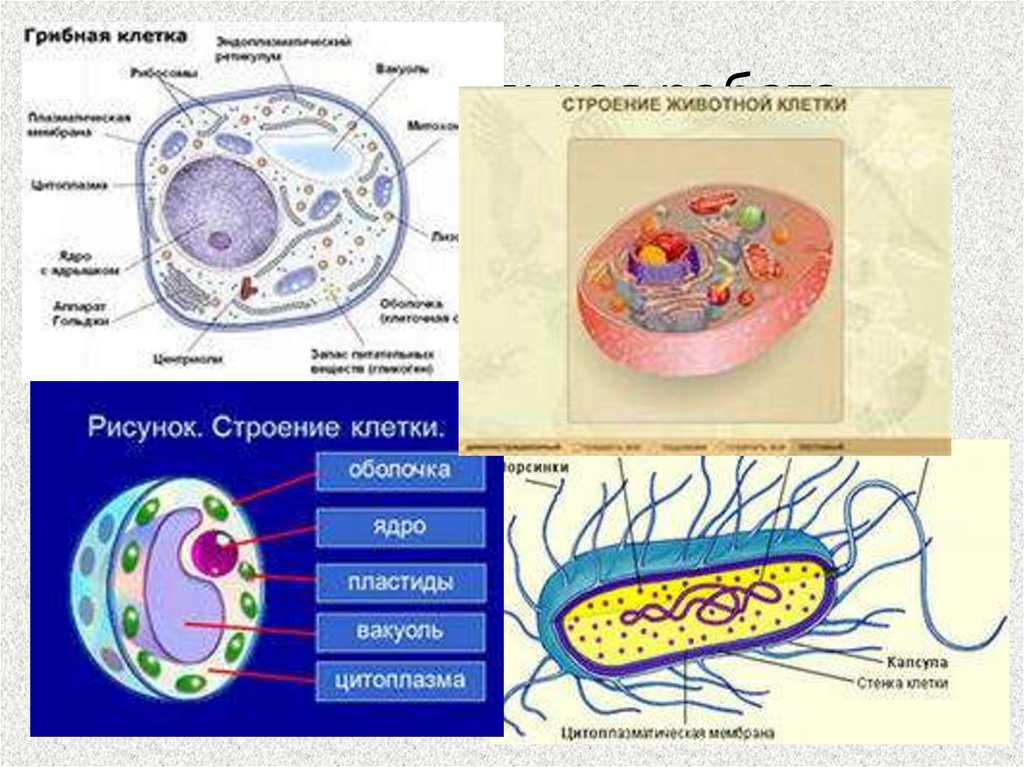 Клетки растительные животные бактериальные грибные. Строение клетки грибов. Строение грибной клетки. Схема строения клетки грибов. Строение клетки гриба рисунок.
