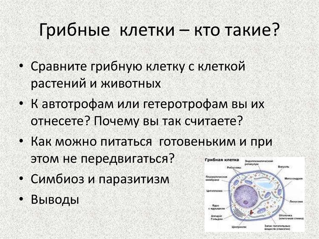 Многообразие клеток. Грибная клетка. Многообразие клеток кратко. Многообразие клеток грибов. Хромосомы грибной клетки.