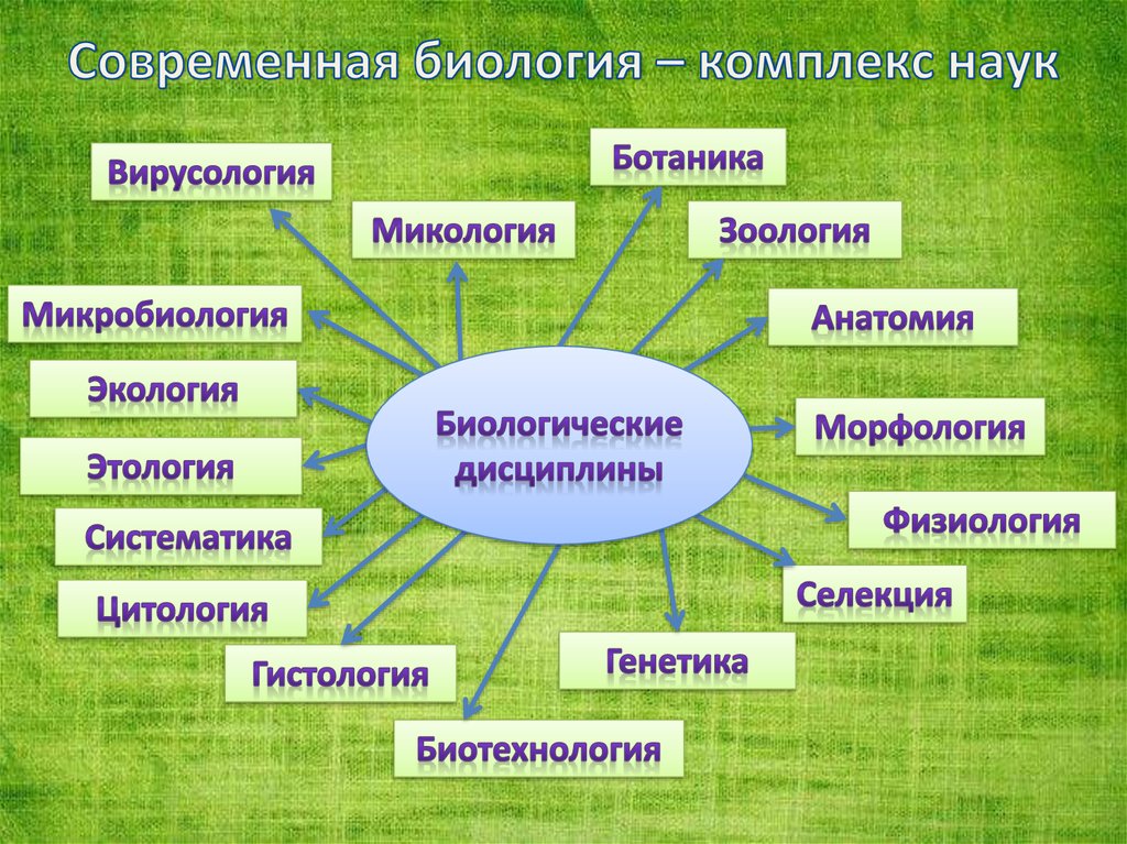 Науки биологии схема