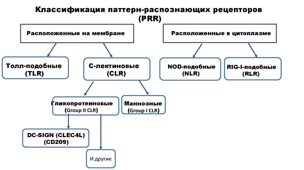 Паттерны классификация. Рецепторы классификация рецепторов. Паттерн-распознающие рецепторы классифицируются на. Паттерн распознающие рецепторы классификация. Паттерн распознающие рецепторы врожденного иммунитета.