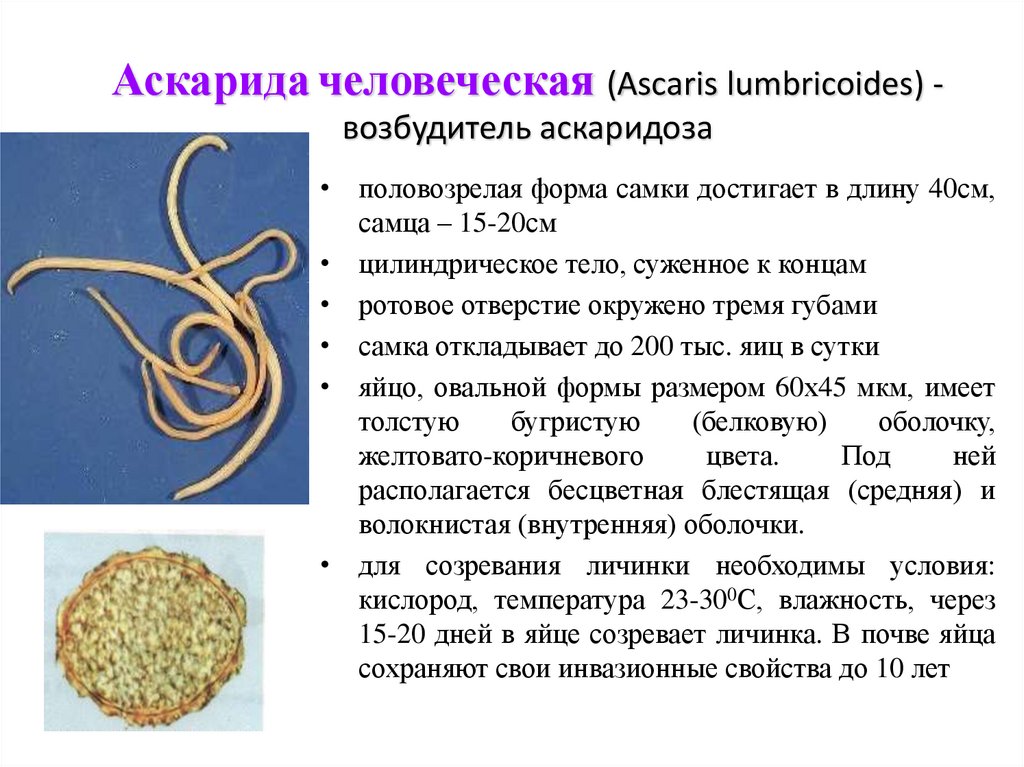 Какие продукты источник аскаридоза. Тип круглые черви аскарида человеческая. Аскарида человеческая возбудитель аскаридоза. Аскарида человеческая строение и характеристика. Аскаридоз строение паразита.