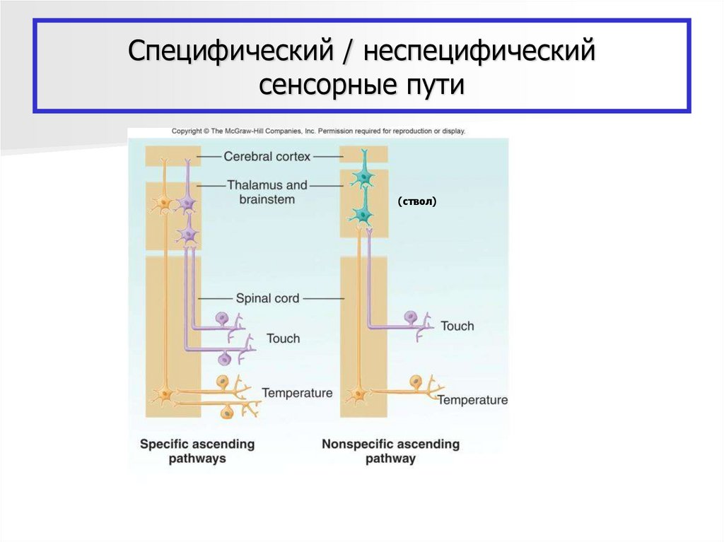 Процессы в сенсорных системах