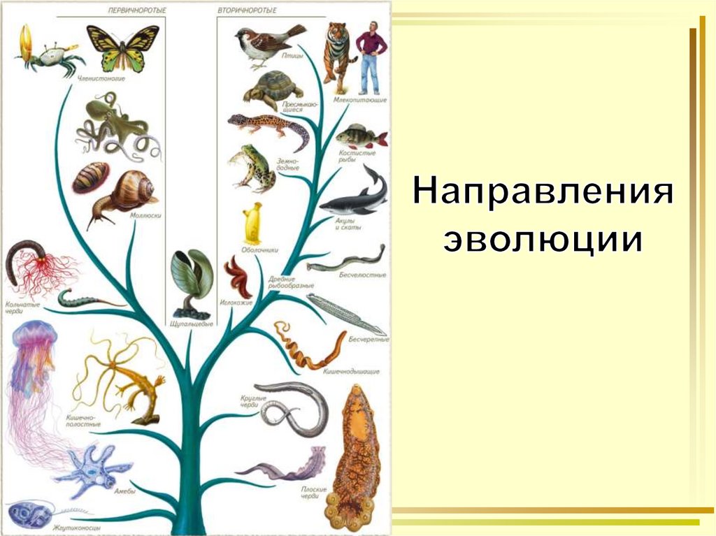 Развитие животного рисунок. Основные направления эволюции животных. Рисунок направления эволюции. Направления эволюции пластинки. Направления эволюции растений и животных.