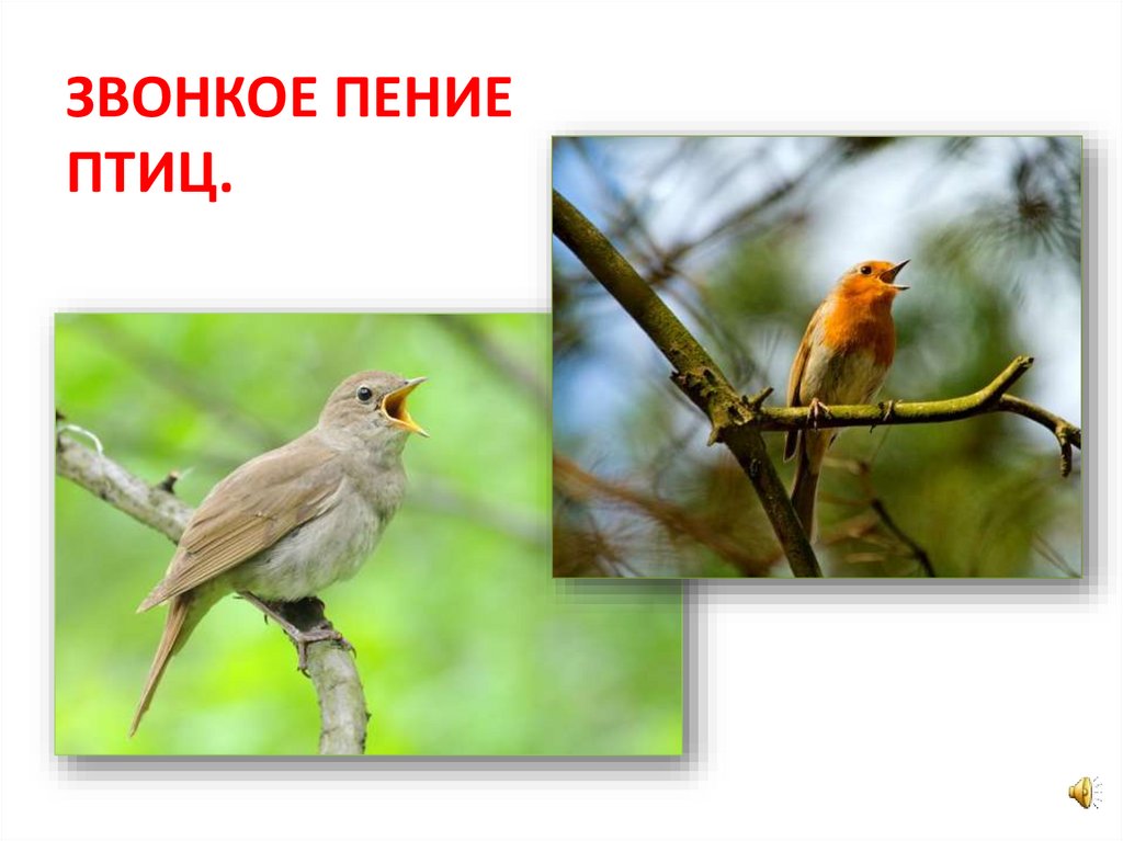 Звонкое пение 3. Трели птиц. Самые звонкие птицы. Как описать пение птиц красиво. Что такое звонкие трели.