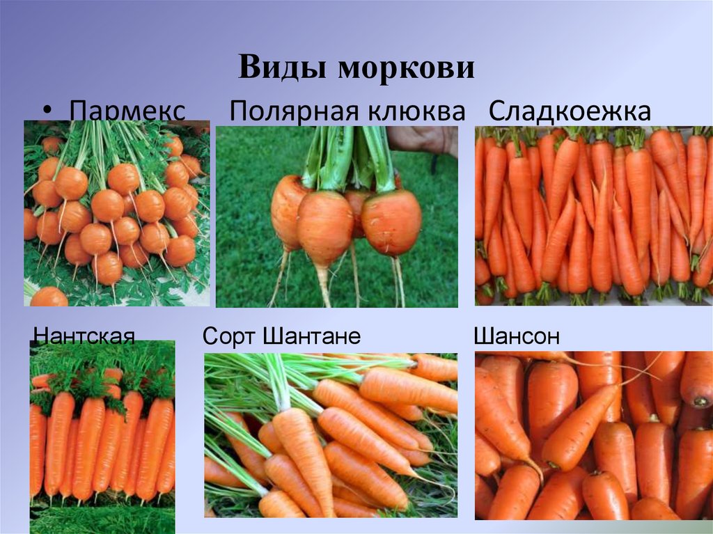 Сколько растет морковь. Морковь. Разновидности марковчи. Название моркови. Сорта морковки.