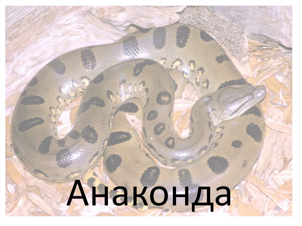 Ой анаконда. Анаконда. Анаконда надпись. Фото с надписью Анаконда. Анаконда змея фото с надписями.