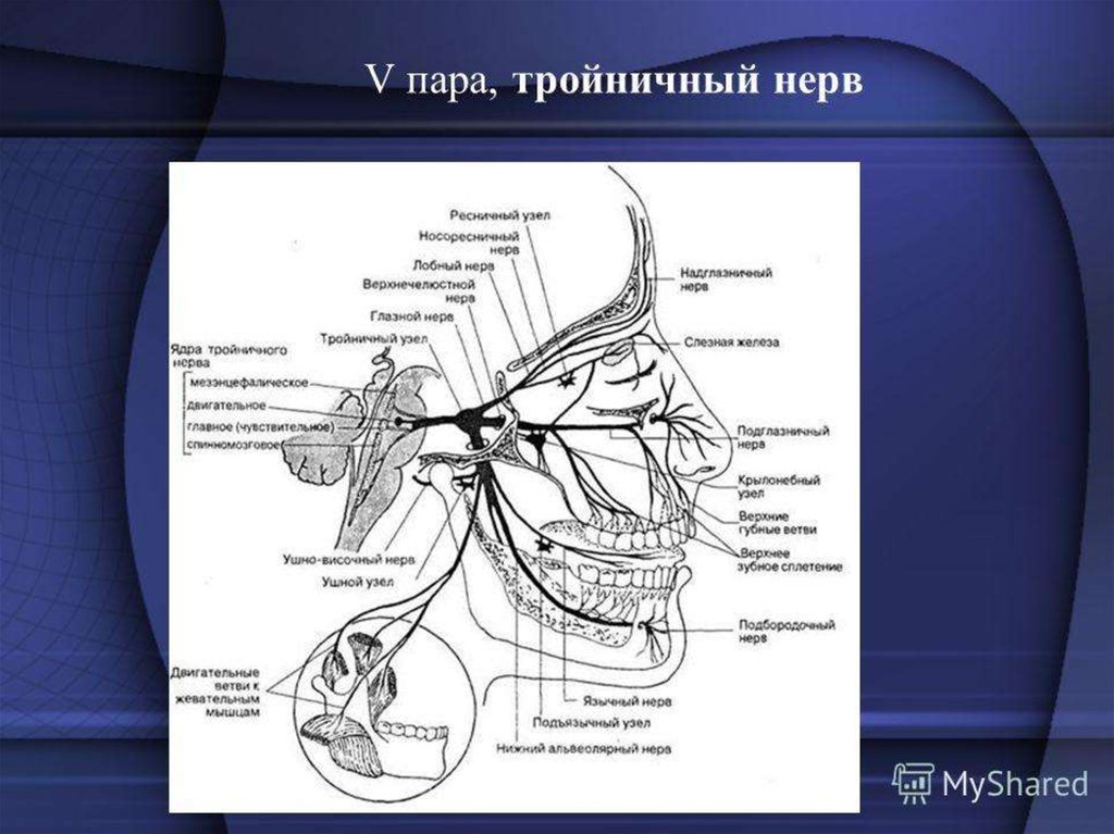 Нервные узлы черепных нервов. Схема 5 пары черепных нервов. Иннервация 5 пары черепных нервов. 5 Пара черепных нервов схема. Тройничный нерв 5 пара ЧМН.